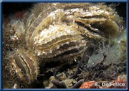 Anomia nobilis on a heavily fouled ship hull in Pearl Harbor