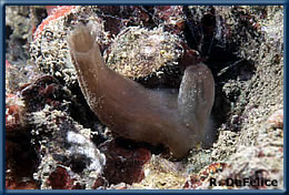 Ascidia sydneiensis on a floating dock in Keehi Lagoon