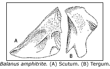 scutum and tergum of Balanus amphitrite