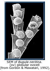 SEM of Bugula neritina showing globular ovicell