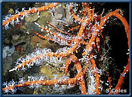 Carijoa riisei growing on a pier piling in Pearl Harbor