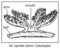 arm, bell and mouth of Cassiopea