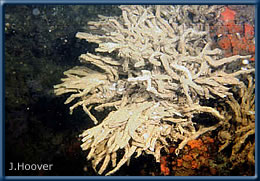 mass of Chaetopterus tubes on a pier piling in Pearl Harbor