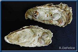 Crassostrea virginica