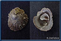 Crucibulum spinosum from Pearl Harbor