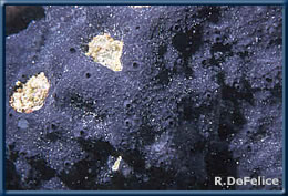 encrusting form of Gelliodes fibrosa in Kaneohe Bay