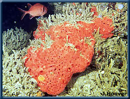 a massive Mycale armata in Pearl Harbor, surrounded by clumps of Chaetopterus worm tubes