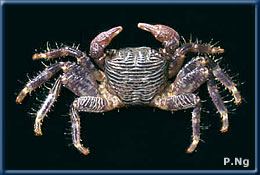 Pachygrapsus fakaravensis