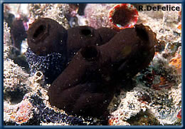 Phallusia nigra on a floating dock in Keehi Lagoon