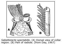 collar region and radiole of Sabellestarte spectabilis