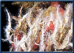 Salmacina dysteri on a ship hull in Pearl Harbor