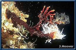 a branching Schizoporella on a pier piling in Preal Harbor