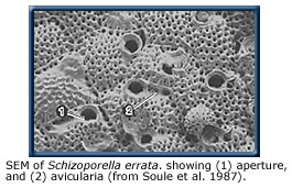 SEM of Schizoporella showing aperature and avicularia