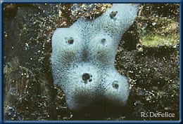 Haliclona caerulea on a floating dock in Kaneohe Bay