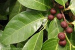 Enlarged Image of 'Ficus tinctoria'