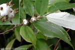 Enlarged Image of 'Leucosyke corymbulosa'