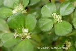 Enlarged Image of 'Pilea depressa'