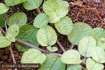 Enlarged Image of 'Pilea nummulariifolia'