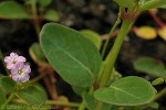 Enlarged Image of 'Boerhavia tetrandra'