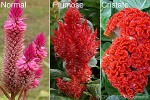 Enlarged Image of 'Celosia argentea'