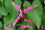 Enlarged Image of 'Antigonon leptopus'