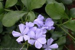 Enlarged Image of 'Plumbago auriculata'