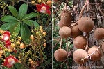 Enlarged Image of 'Couroupita guianensis'