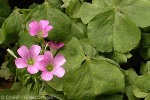 Enlarged Image of 'Oxalis debilis'