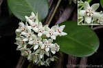 Enlarged Image of 'Hoya australis'