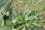 Enlarged Image of 'Plantago lanceolata'