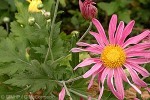 Enlarged Image of 'Chrysanthemum X morifolium'