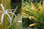 Enlarged Image of 'Crinum xanthophyllum'