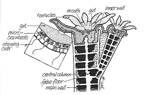 Coral Structure (Click to Enlarge)