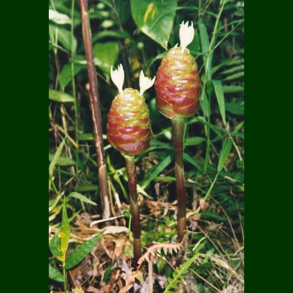 Bishop Museum Ethnobotany Database