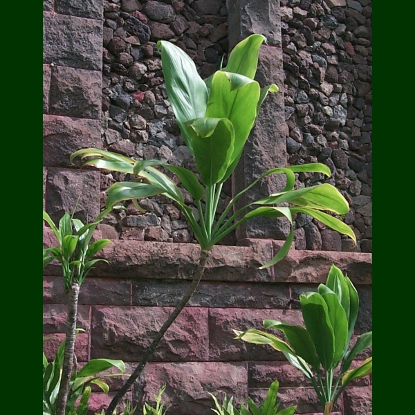 Bishop Museum - Ethnobotany Database