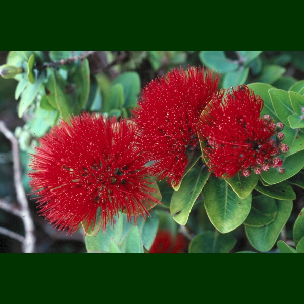 Ohia Lehua