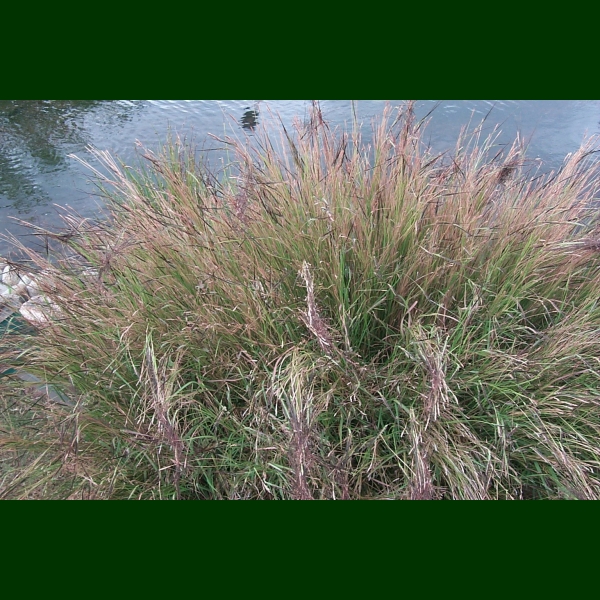 Native hawaiian deals grasses