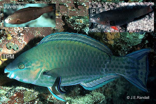palenose parrotfish