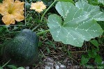 Enlarged Image of 'Cucurbita pepo Pumpkin'