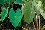 Enlarged Image of 'Colocasia esculenta'