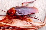 American Cockroach (Periplaneta americana)