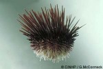 Esculator Urchin (Echinostrephus aciculatus)