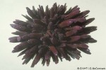 Black Burrowing-urchin (Echinometra oblonga)