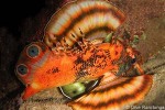 Ocellated Lionfish (Dendrochirus biocellatus)