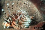 Zebra Lionfish (Dendrochirus zebra)