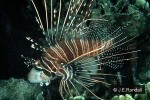 Spotfin Lionfish (Pterois antennata)