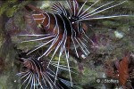 Clearfin Lionfish (Pterois radiata)