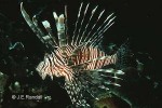 Lionfish (Pterois volitans)