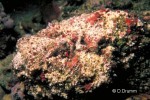 Stonefish (Synanceia verrucosa)