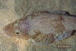 Broadhead Flathead (Eurycephalus arenicola)